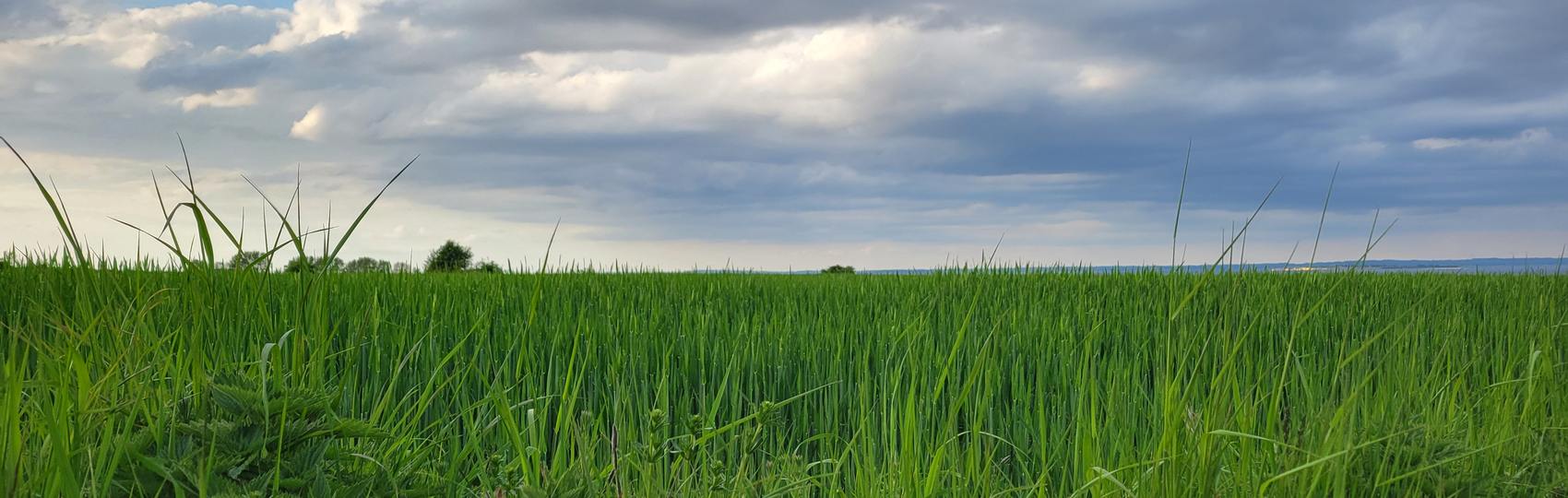 Evening light over Ærø in May