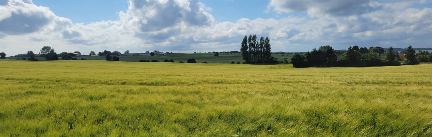 Warm afternoon light across the fields in June