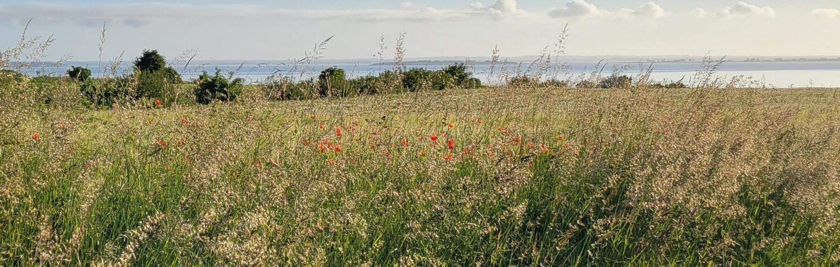 Poppies scattered through tall summer grass with the sea on the horizon