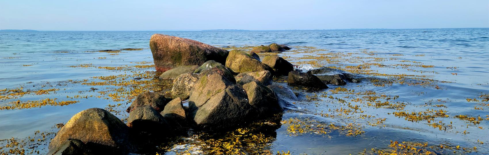 Seaweed-covered boulders running out into shallow, clear water under a pale summer sky on Ærø